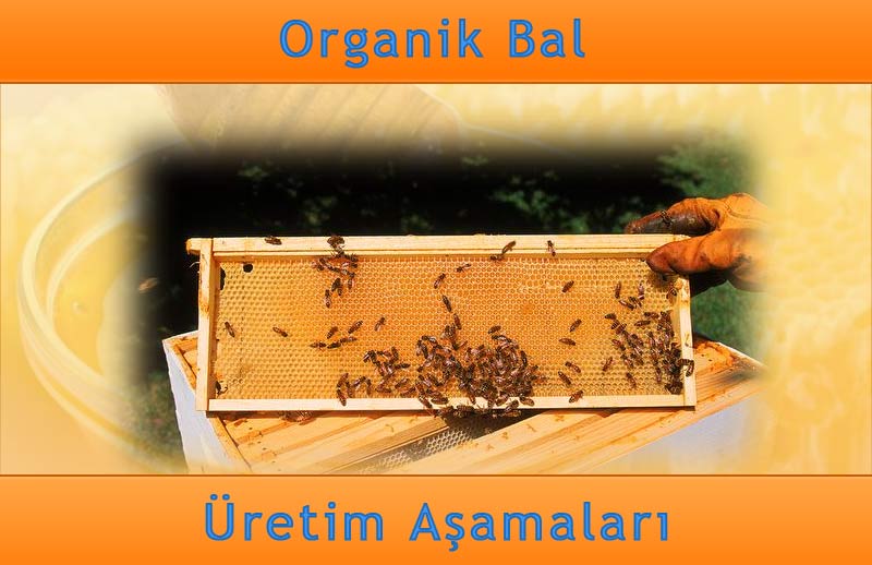 Organik Bal Üretim Aşamaları